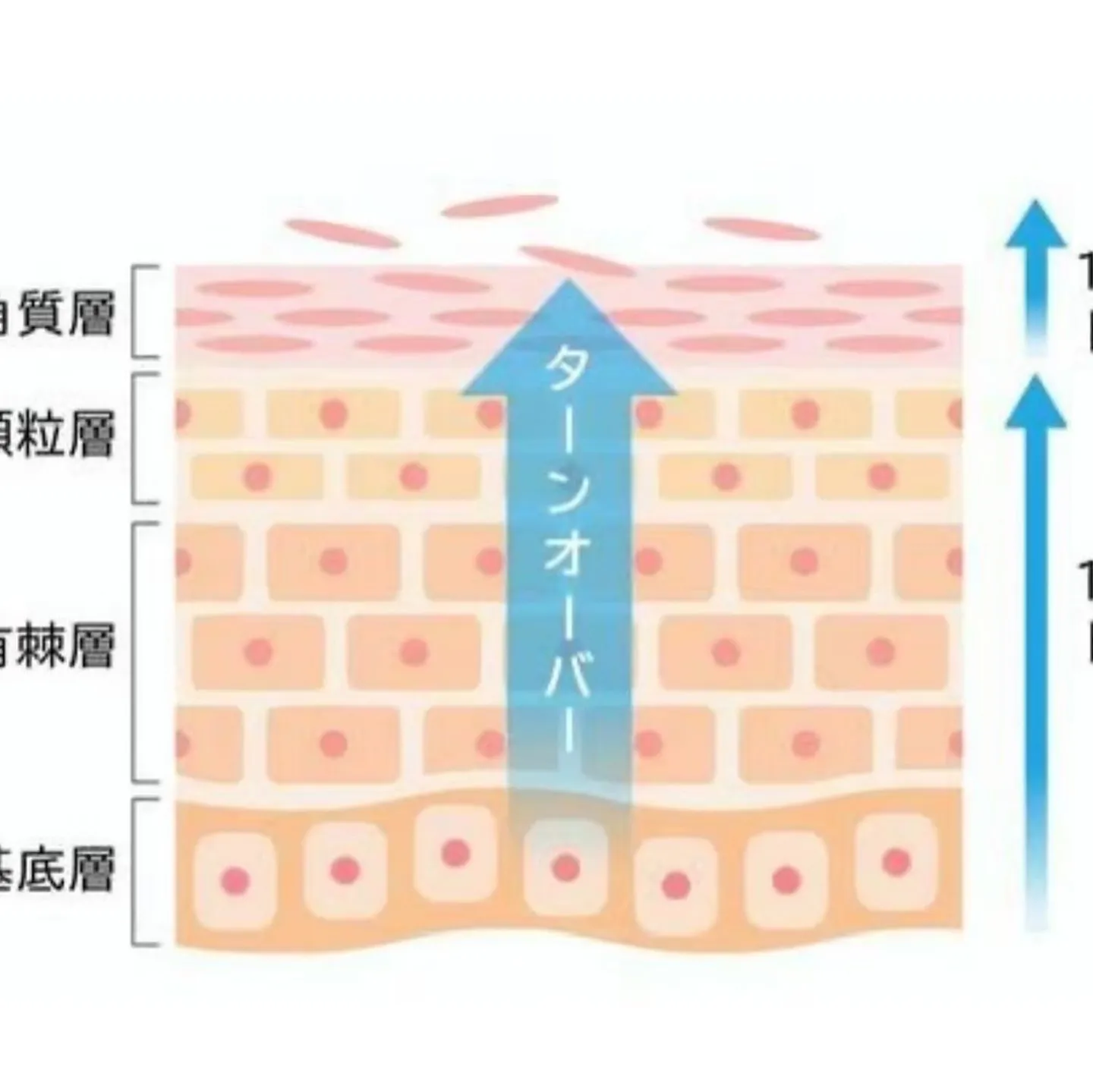 【蒲田で乾燥肌ケア✨しっとり素肌へ】